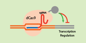 CRISPR Gene Activation Repression
