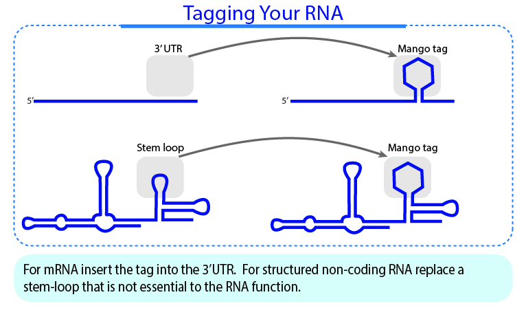 Tagging Your RNA