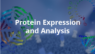 Protein Expression and Analysis