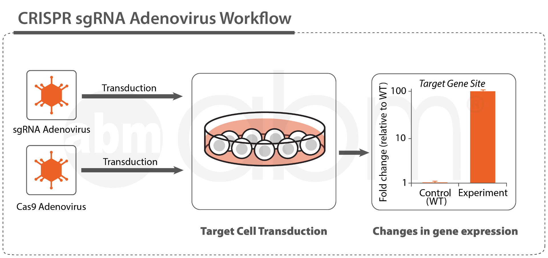 CRISPR sgRNA Adenovirus Workflow
