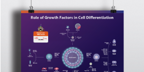 Cell differentiation and maturation using abm's Growth Factors