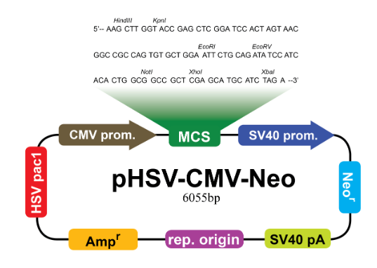 pHSV-CMV-Neo