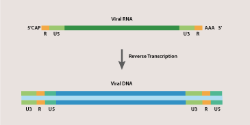 CRISPR Methods and Tools