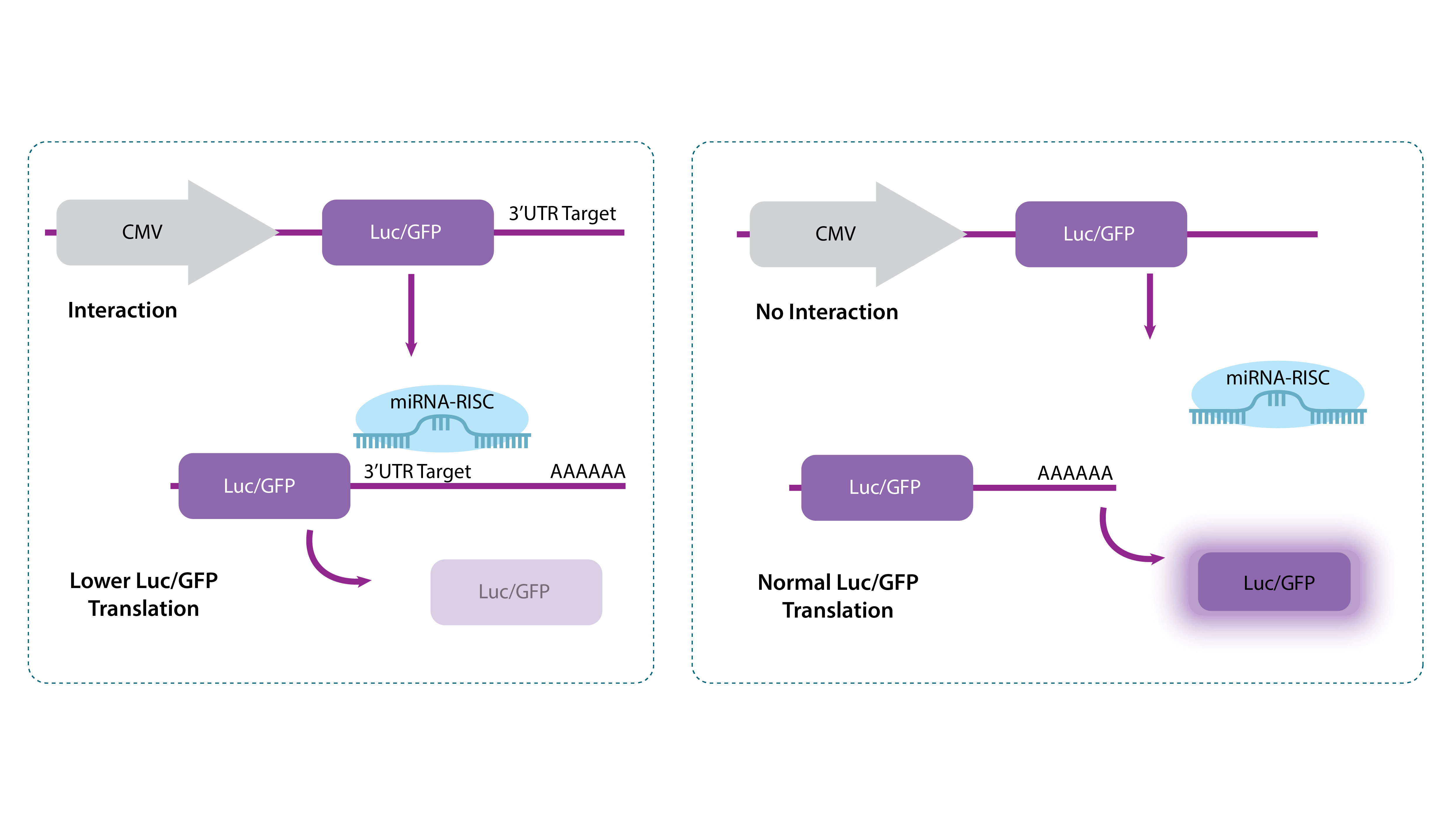 3 UTR Workflow