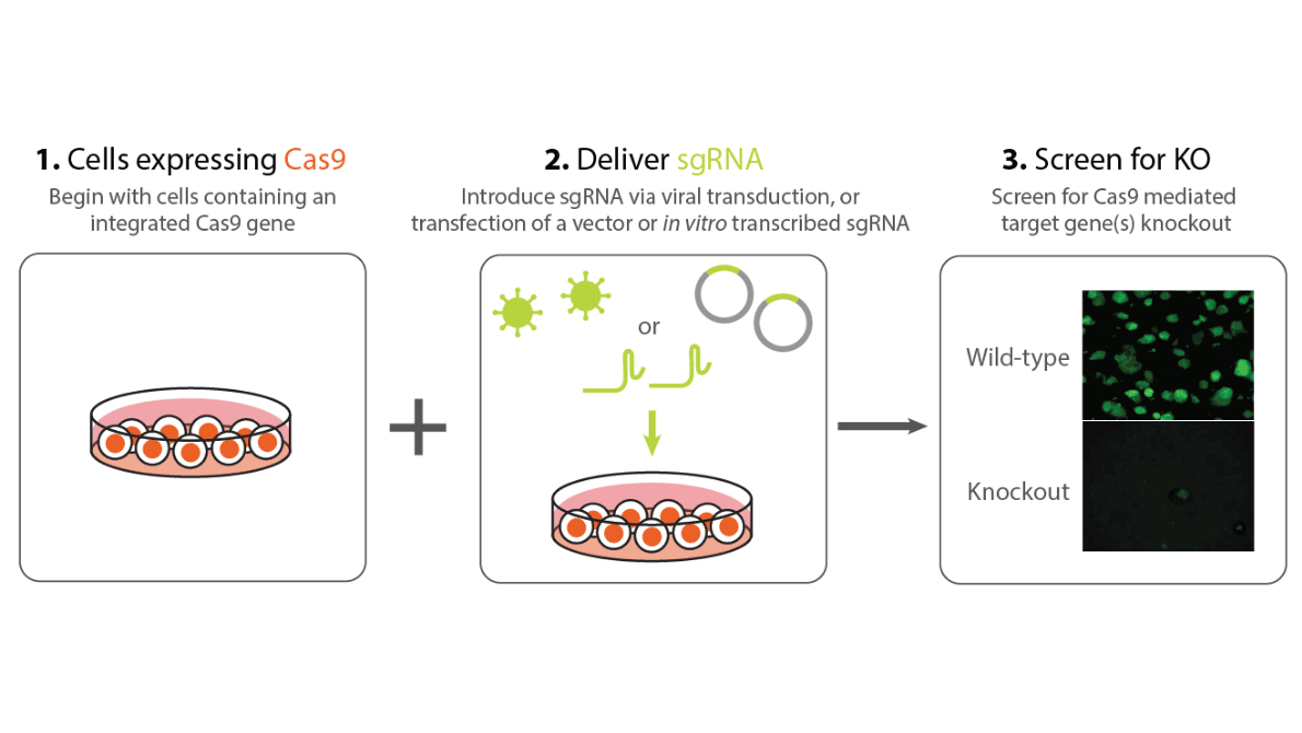 CRISPR Cas9 expressing stable cell lines simple workflow