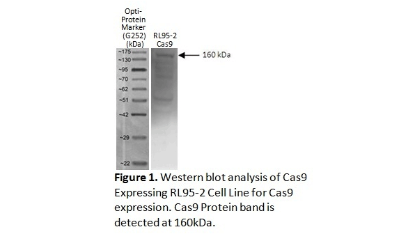 Western blot result displaying Cas9 protein expression