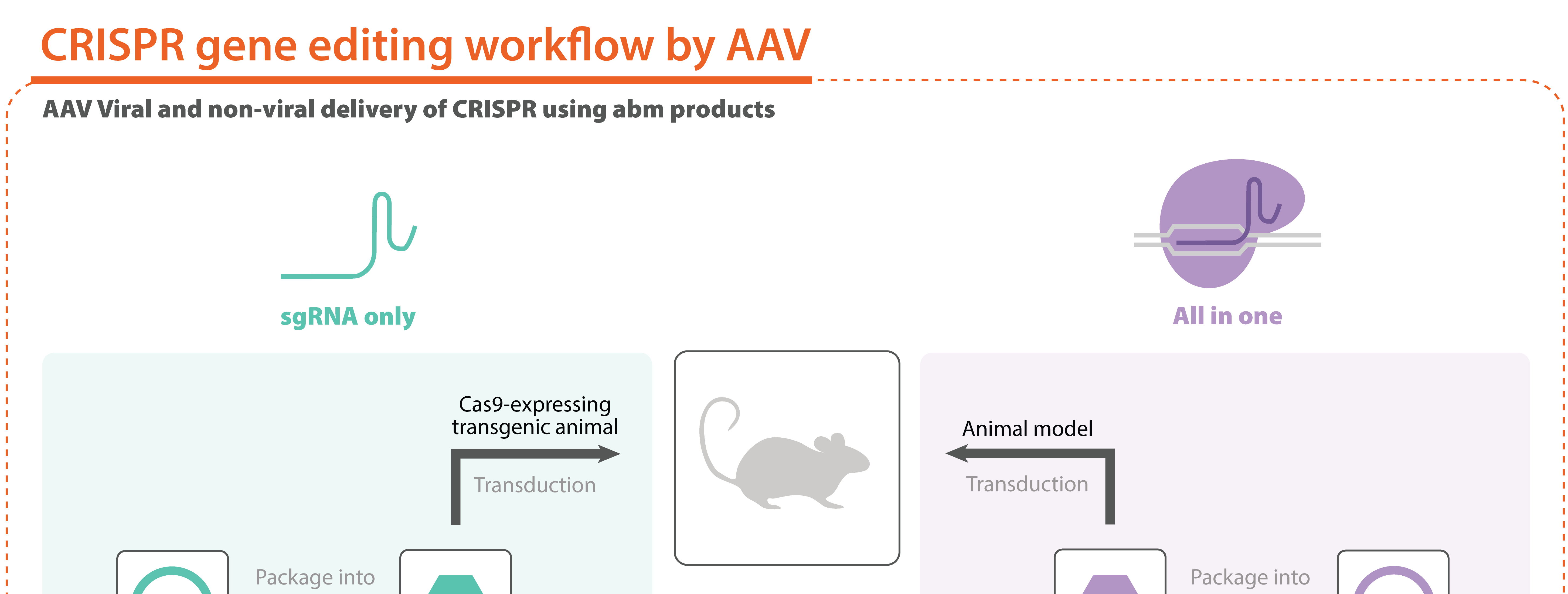 CRISPR AAV Workflow 