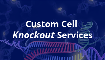 CRISPR Knockout Cell Line Servicey