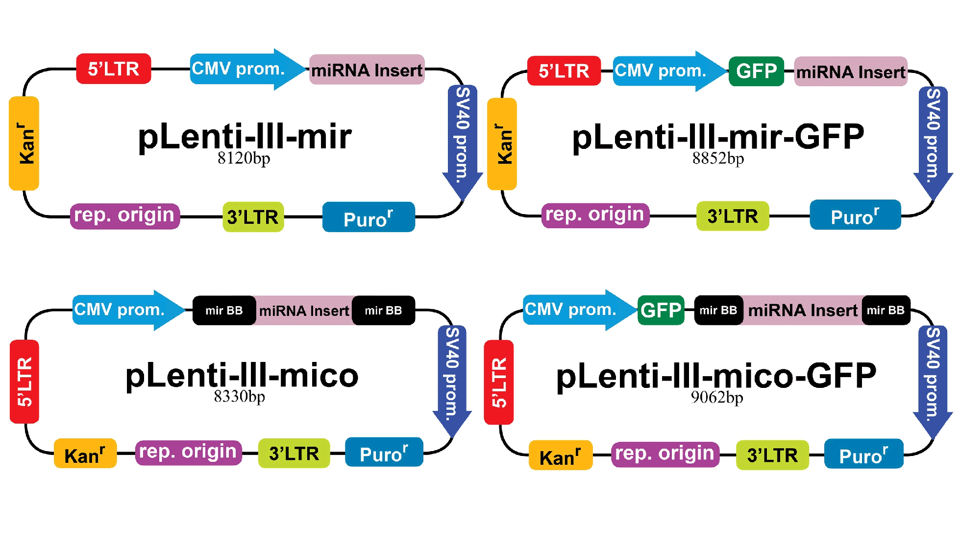 pLenti-III-mir-GFP, pLenti-III-mir, 	pLenti-III-mico-GFP, pLenti-III-mico vector map 