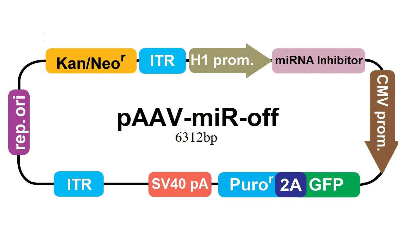 pAAV-miR-off vector map