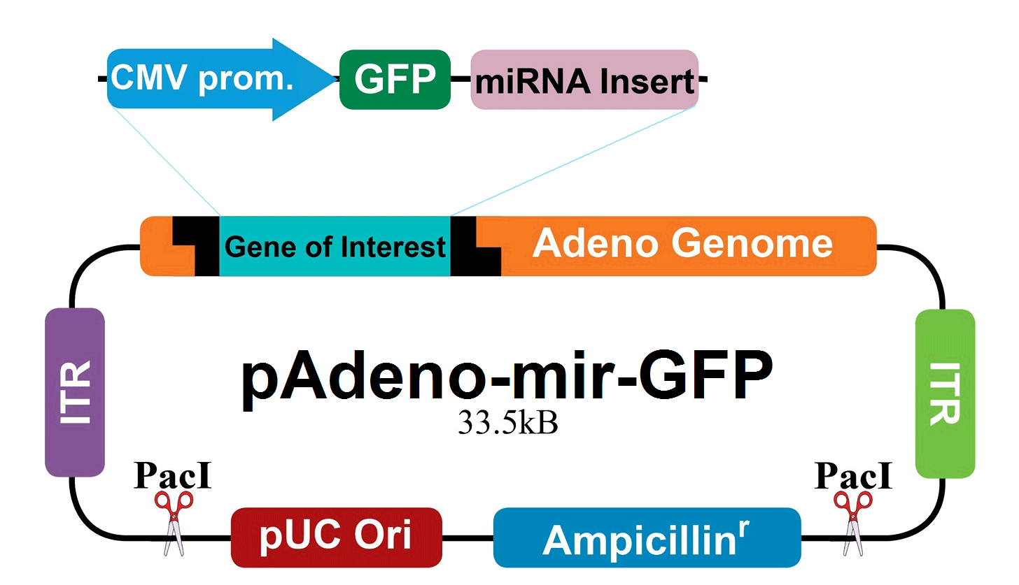pAdeno-mir-GFP vector map