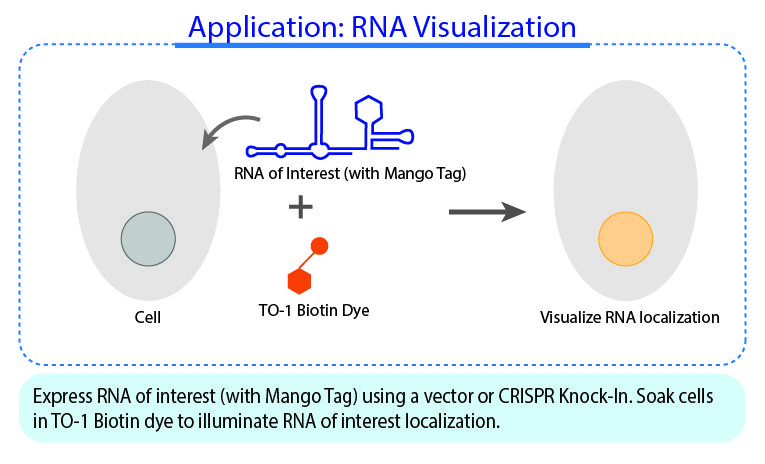 Application: RNA Visualization