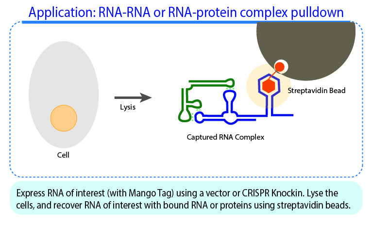 pApplication: RNA-RNA or RNA-protein complex pulldown