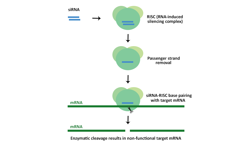  siRNA oligos mechanism of work to silence genes.