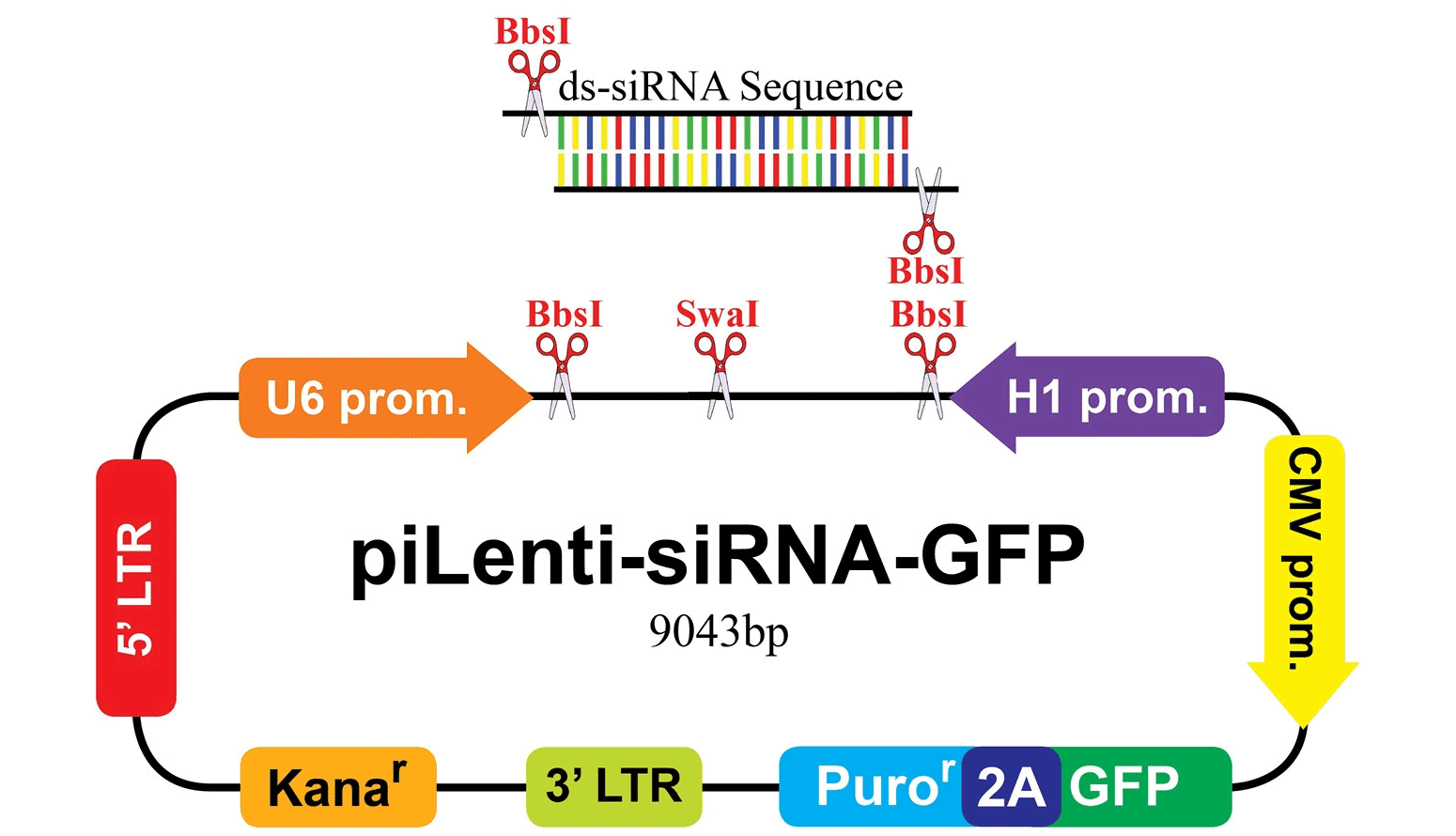 piLenti-siRNA-GFP2 vector map